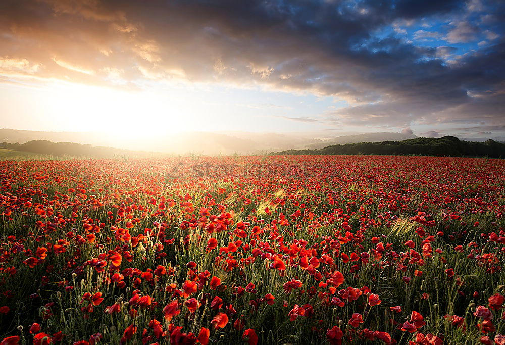 Similar – Foto Bild mohnschein° Mohn Feld