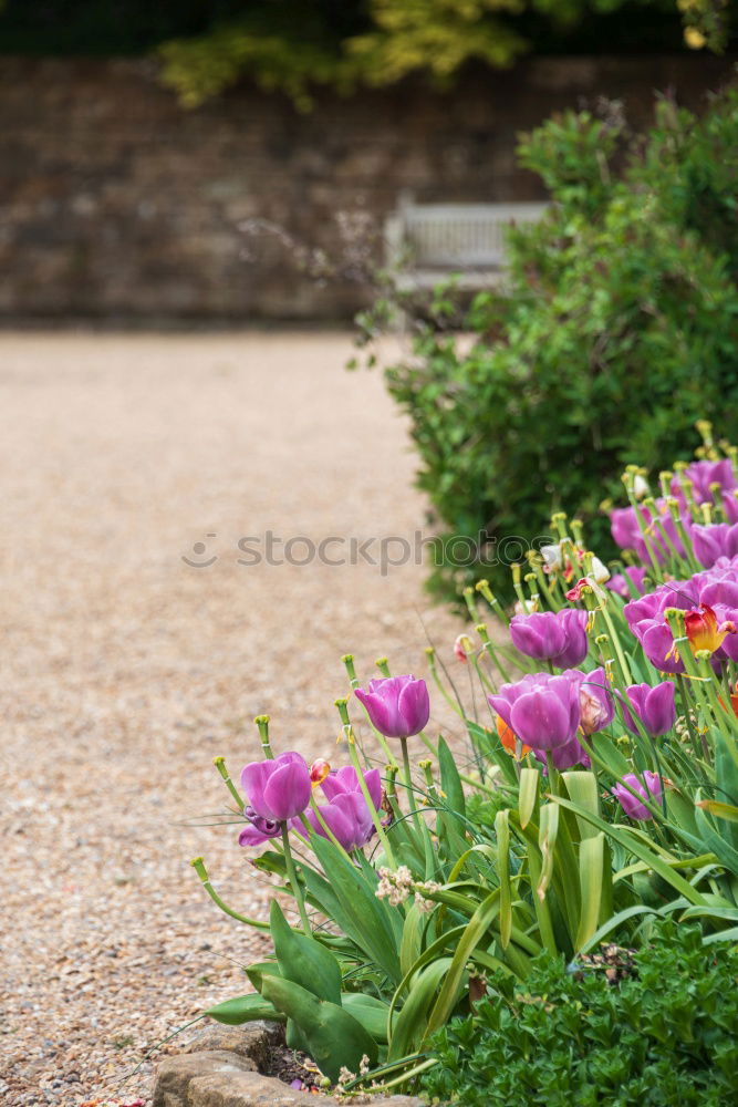 Similar – Image, Stock Photo Couples- everywhere Happy