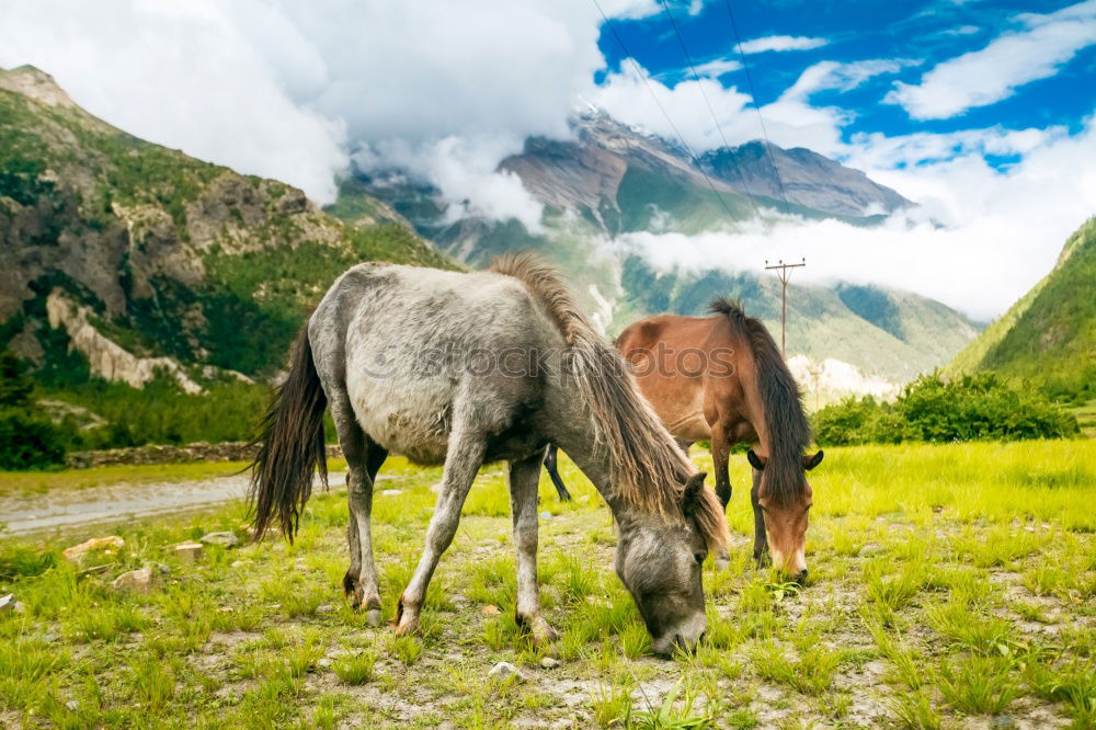 Similar – Image, Stock Photo Horse pasturing on meadow