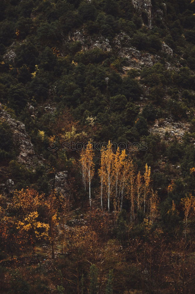 Similar – Image, Stock Photo Small house in forest