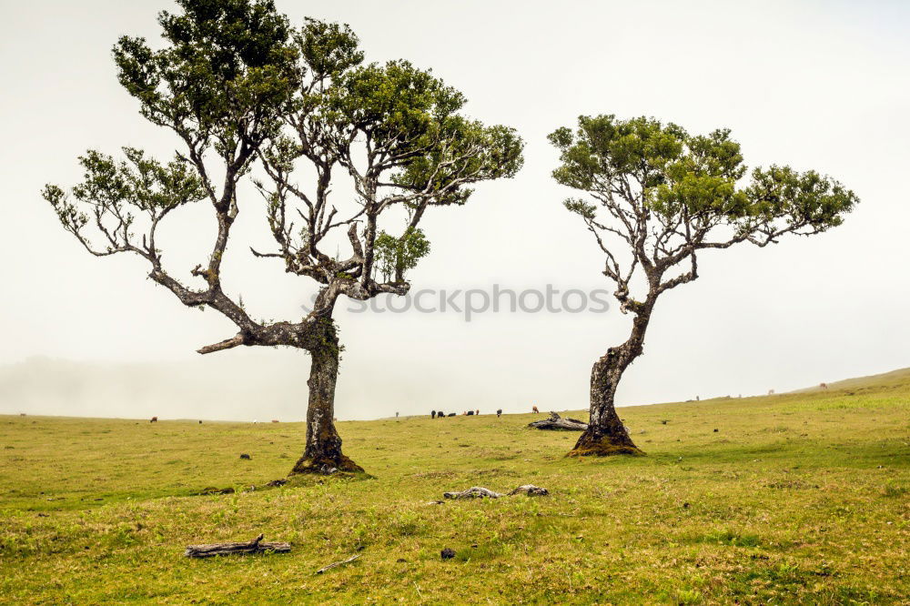 Similar – cordyline tree Tree Sky