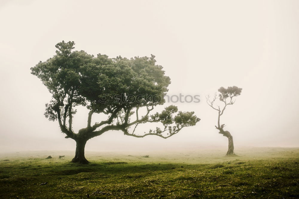 Similar – Image, Stock Photo scarecrow Colour photo