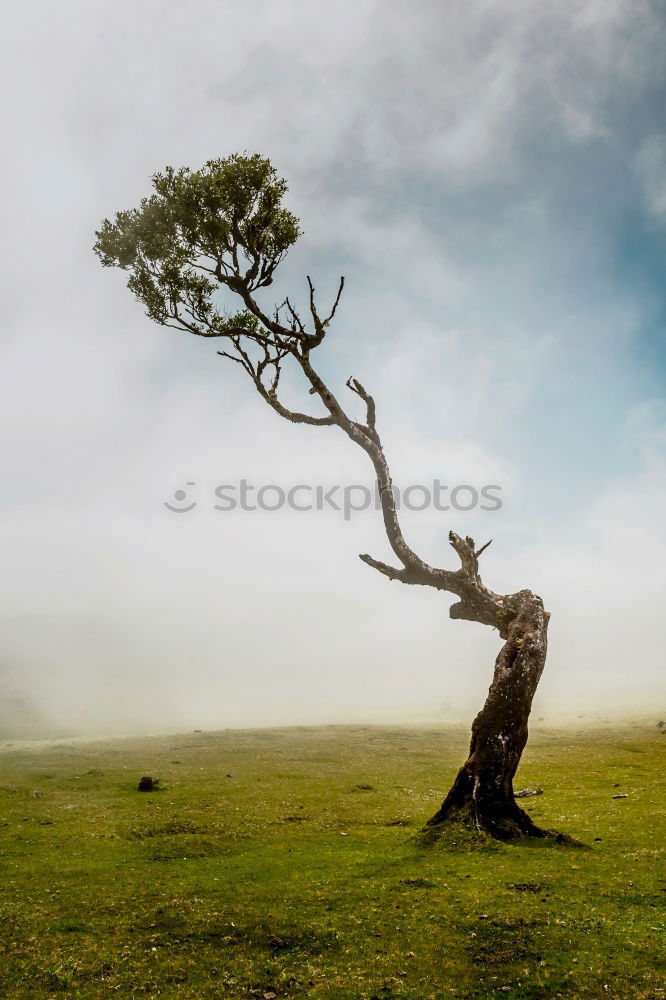 Similar – zweisamkeit Baum Wiese