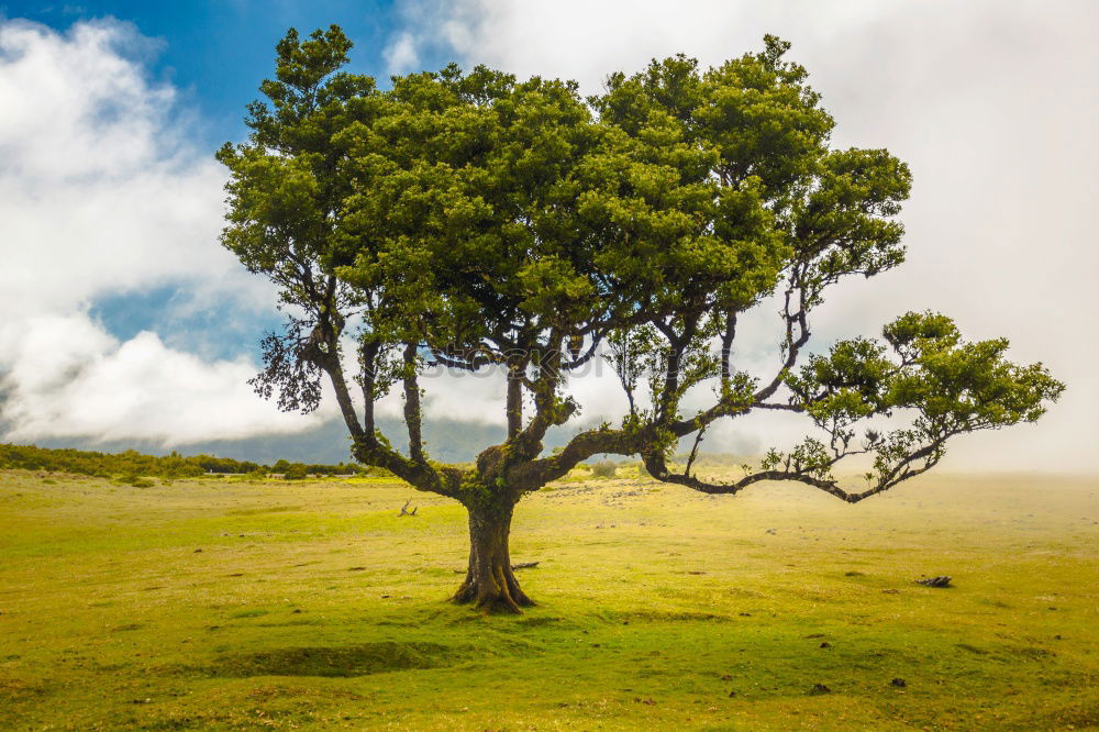 Similar – Image, Stock Photo maple Mountain Environment