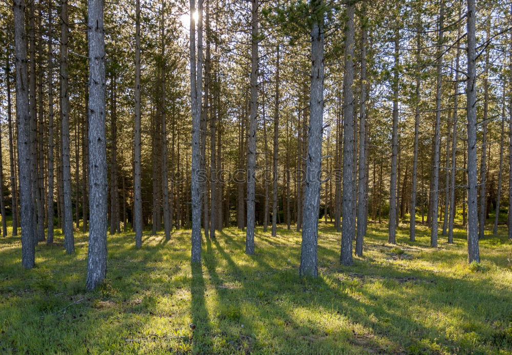 Similar – The ghost forest in Nienhagen