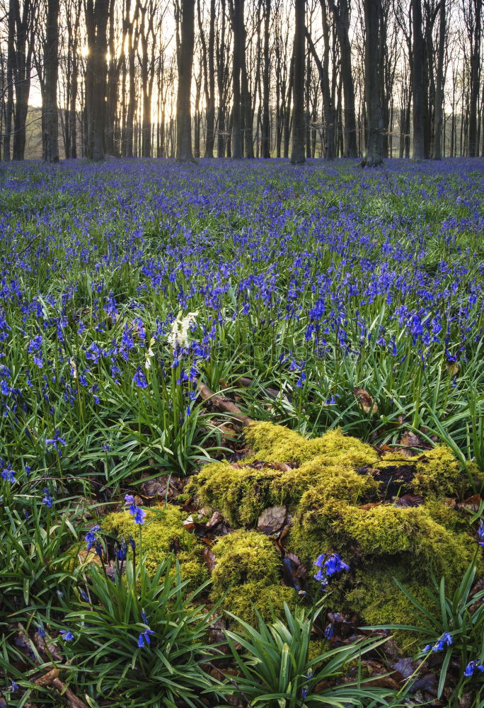 Similar – Image, Stock Photo Narcissus and blue spring flowers between trees in the park