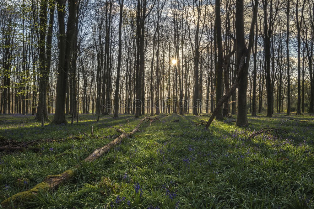 Similar – ghost forest Landscape