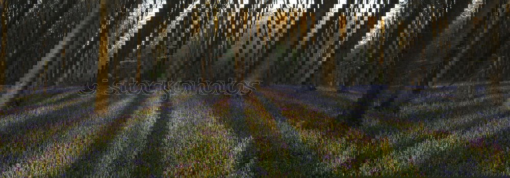 Similar – Image, Stock Photo Flowers growing in woods