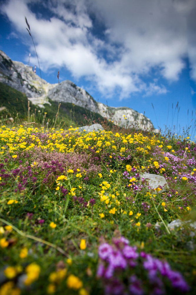 Similar – little flowers Environment