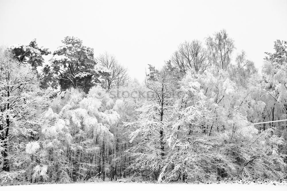 Similar – Image, Stock Photo oak tree covered with frost in winter