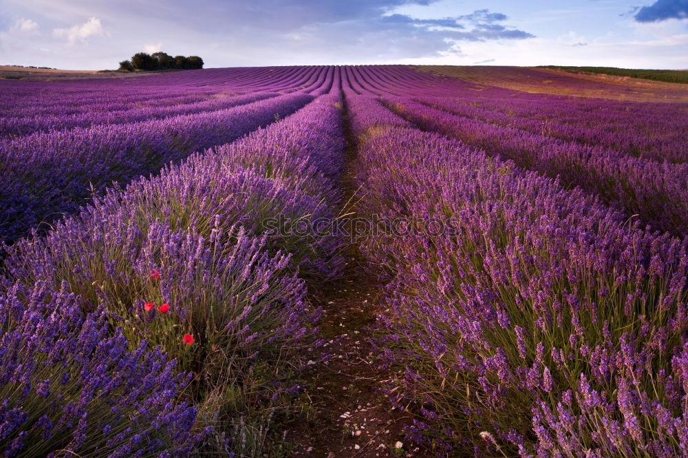 Similar – sunset at lavender field