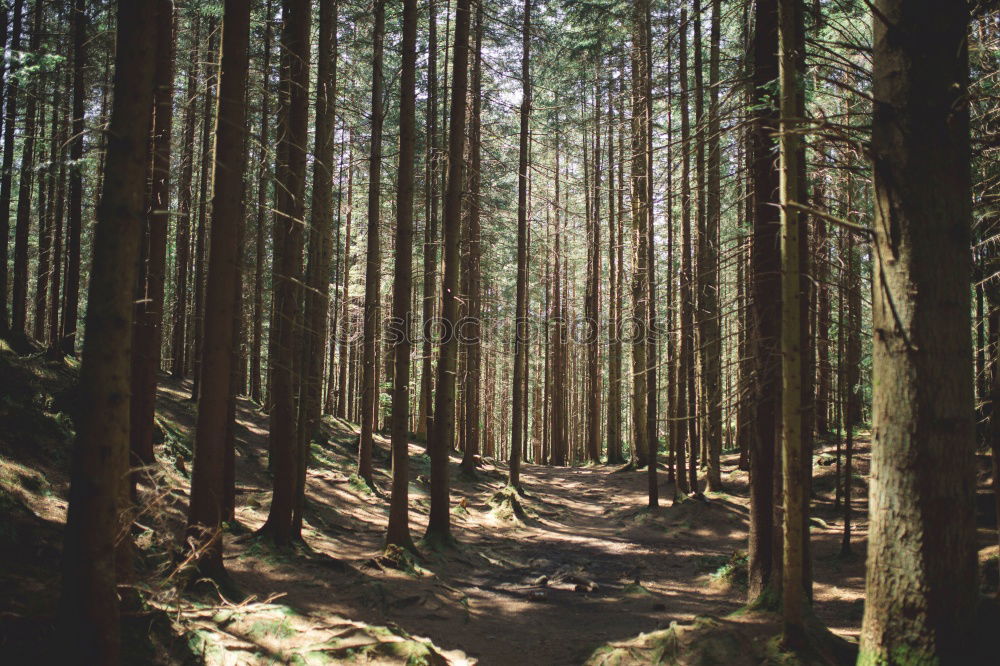 Similar – Forest path with light and shadow