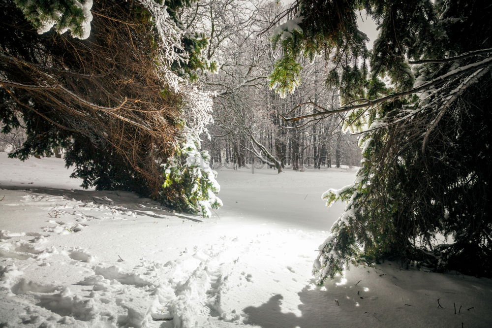 Similar – Image, Stock Photo Caputh Tree Tree trunk