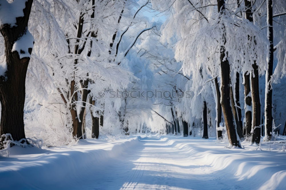 Similar – Foto Bild Winterwonderland Baum