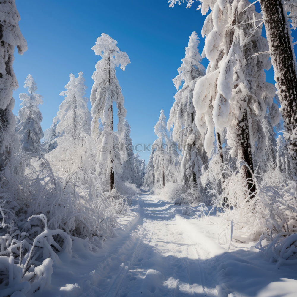 Similar – Image, Stock Photo On the way in the snowy forest