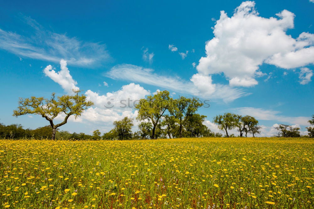 Similar – Image, Stock Photo spring! Environment Nature