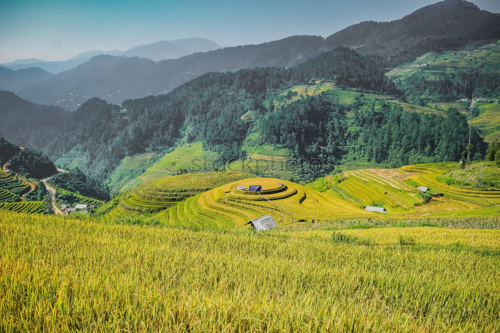 Top view of the rice paddy fields in northern Thailand