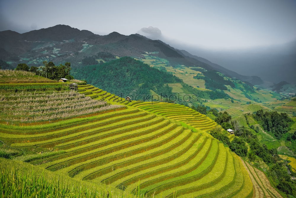 Similar – Top view of the rice paddy fields in northern Thailand