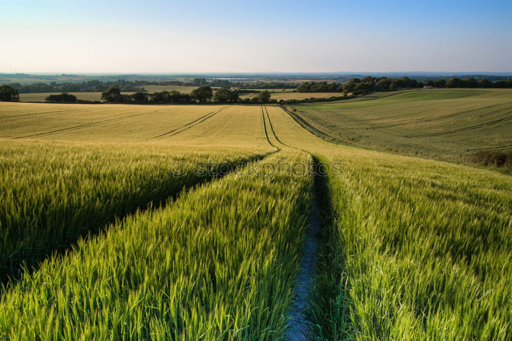 Similar – Image, Stock Photo Dirt Road in canola Flowering Field, spring sunrise.