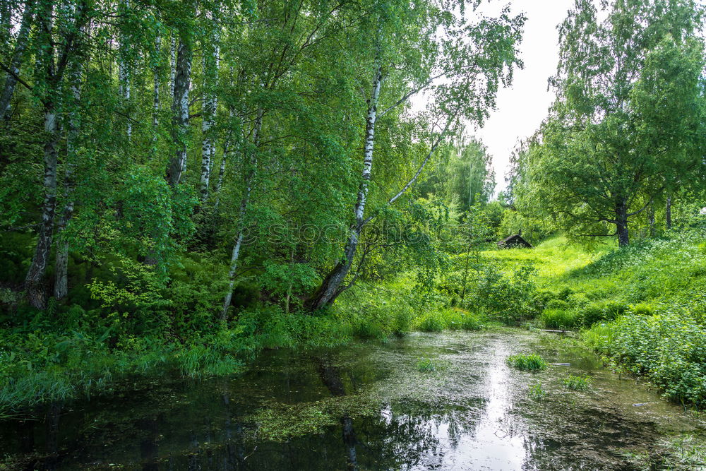 Image, Stock Photo in kind Environment Nature