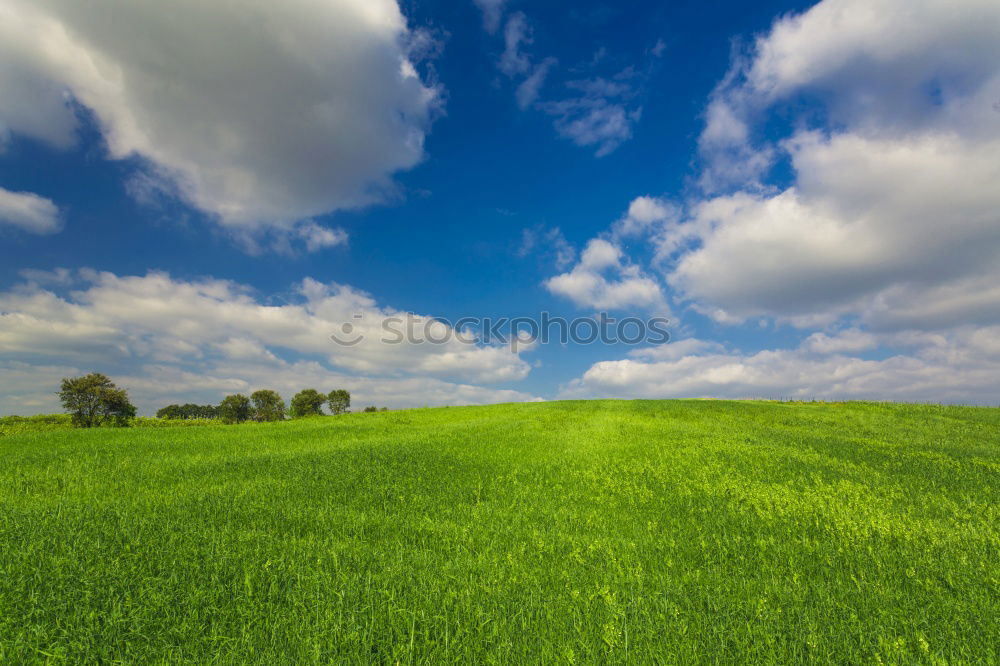 Similar – Image, Stock Photo Freedom I Field Grass