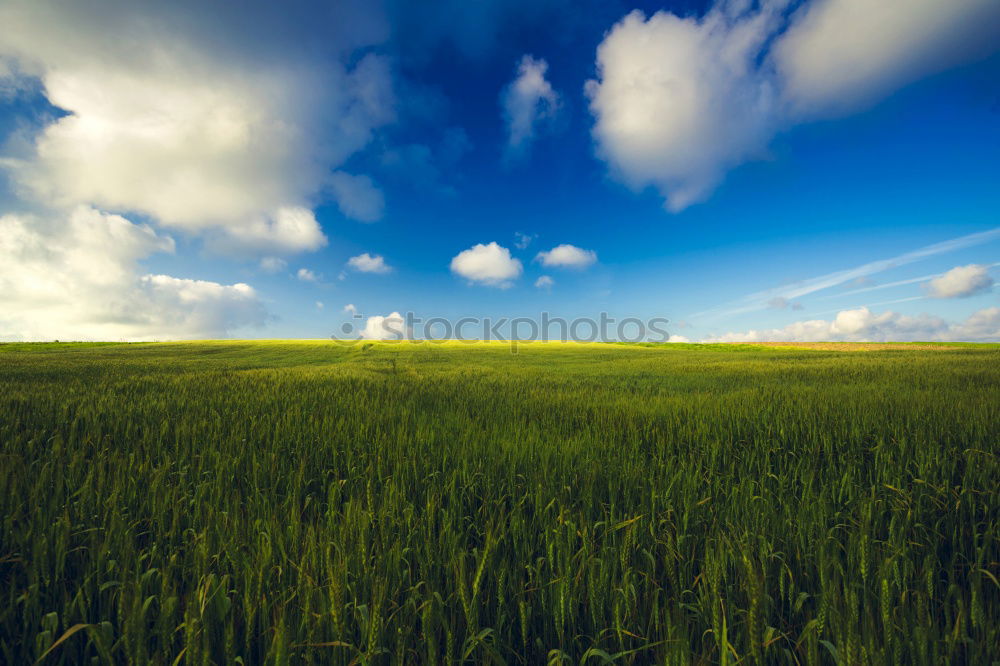 Similar – Image, Stock Photo wheat wind Wheat Field