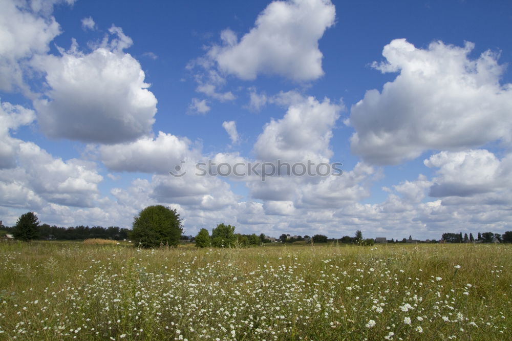 Similar – Foto Bild sommersonnenwiese Sommer