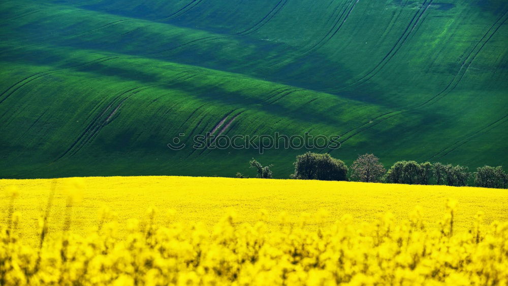 Similar – Image, Stock Photo rapsfeld Canola Plant