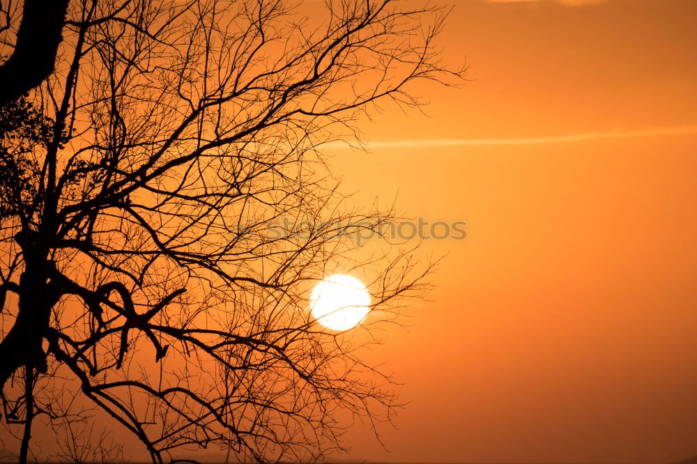 orange sky Sky Red Tree