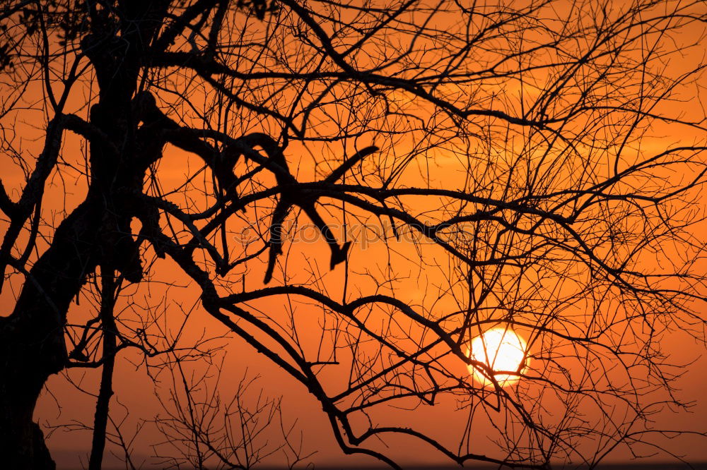 Similar – orange sky Sky Red Tree