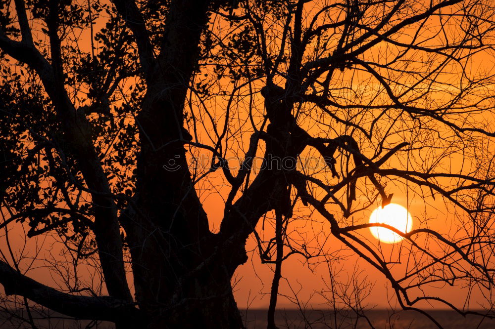 Similar – Image, Stock Photo silhouettes before glowing sun