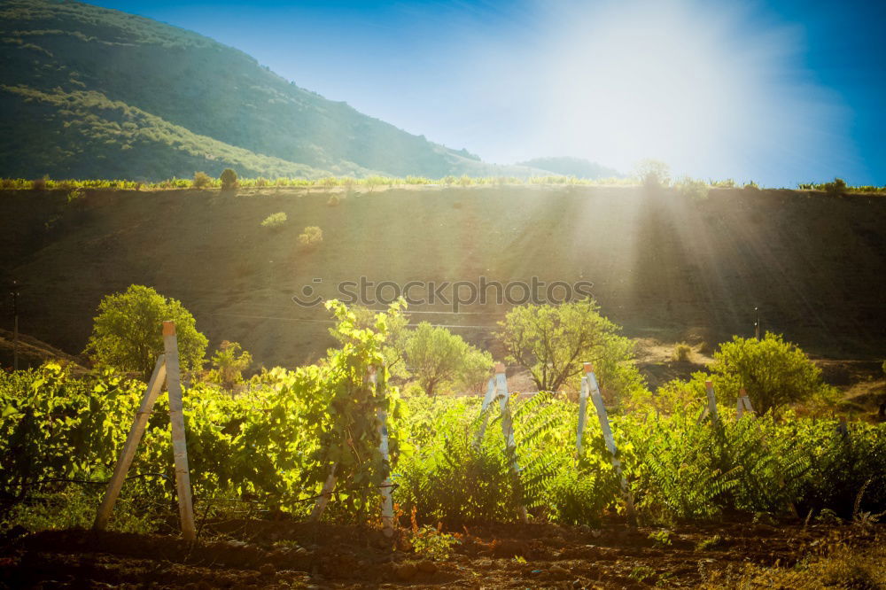 Similar – Foto Bild Herstnachmittag in den Weinbergen