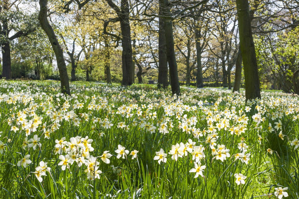 Similar – Image, Stock Photo Narcissus and blue spring flowers between trees in the park