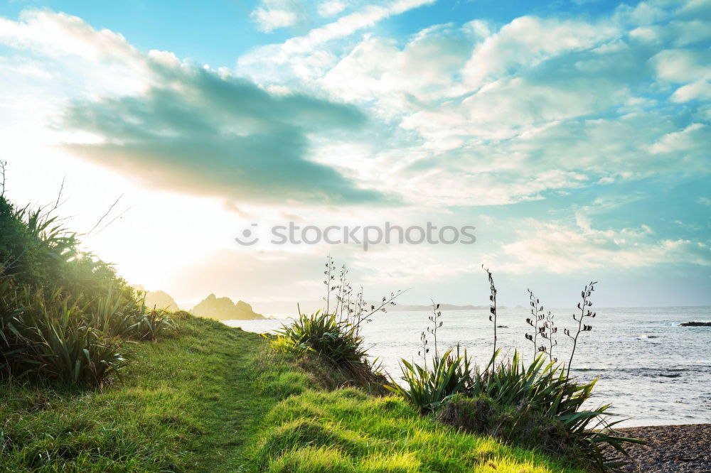 Similar – Image, Stock Photo Coastal forest at the Baltic Sea near Nienhagen