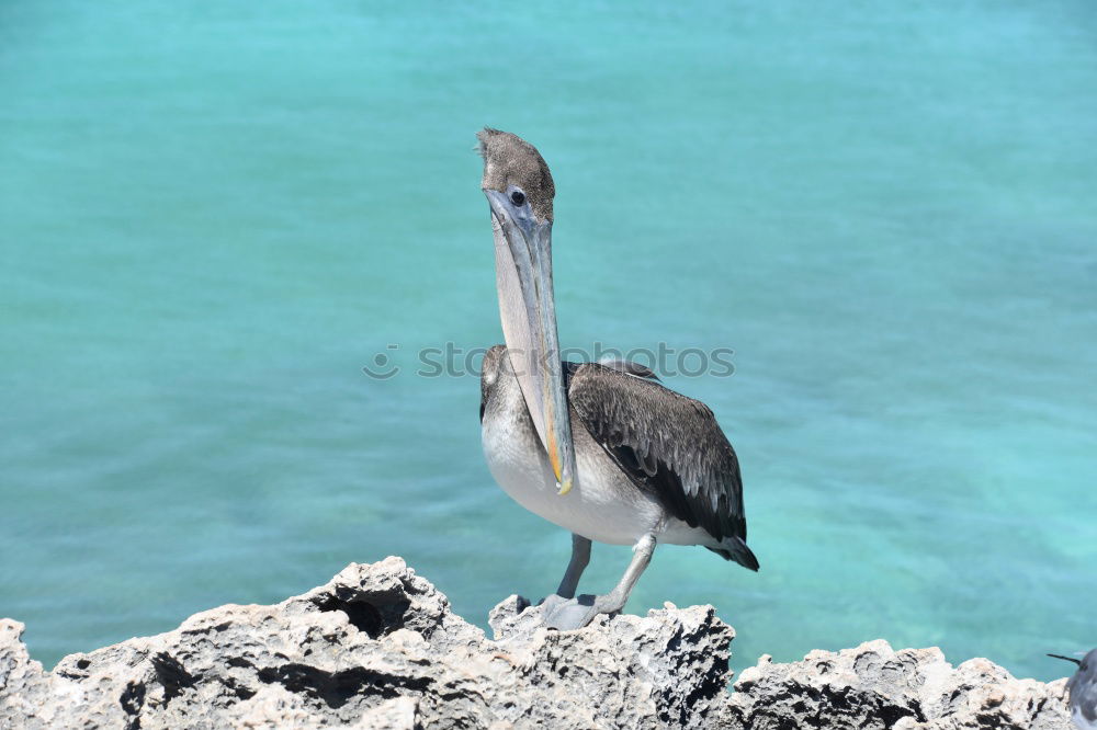 Similar – Foto Bild Kranich Strand Meer