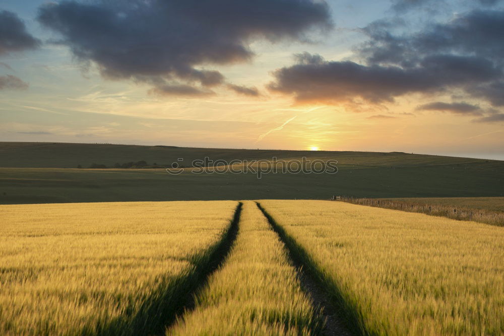 Similar – Image, Stock Photo Dirt Road in canola Flowering Field, spring sunrise.