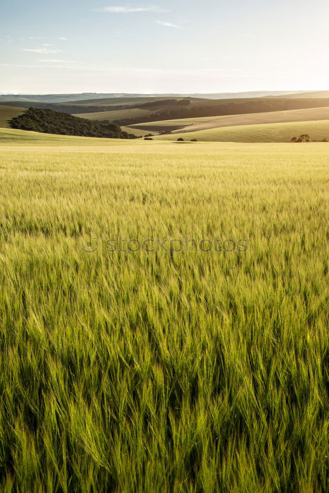 Similar – Image, Stock Photo a bed in the cornfield