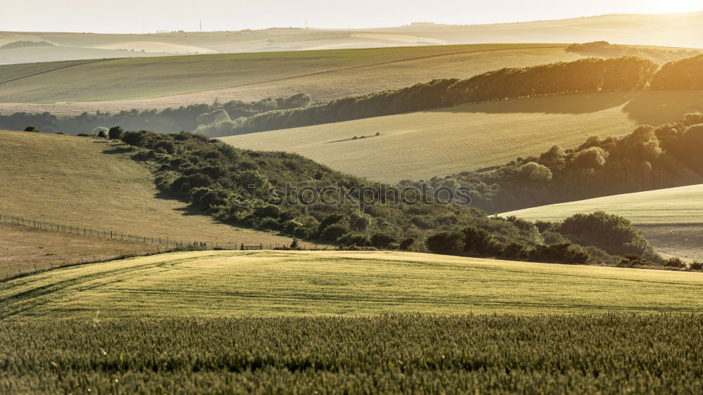 Similar – Tuscan olive trees and fields in the near farms, Italy