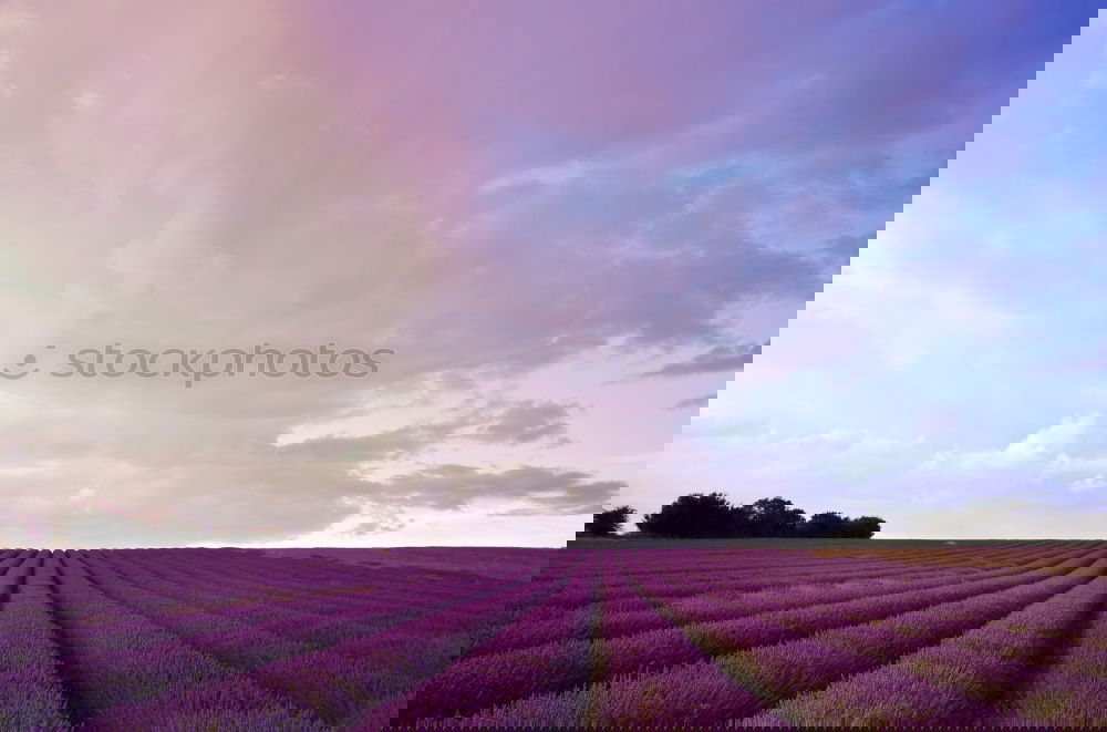 Similar – Image, Stock Photo Beautiful fragrant lavender field in bright light Valensole, Provence, France