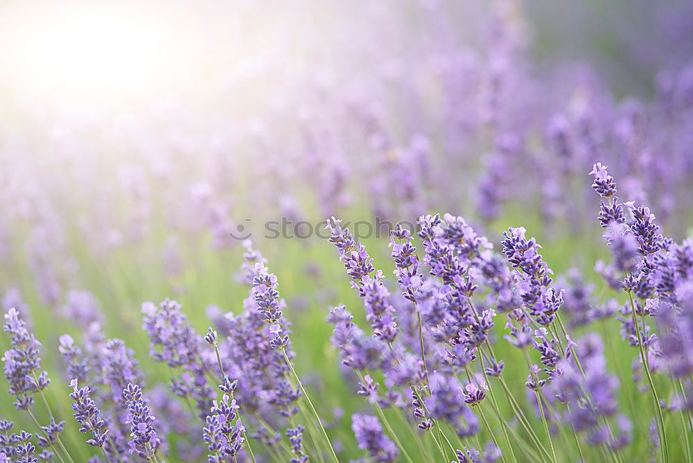 Similar – lavender field Summer