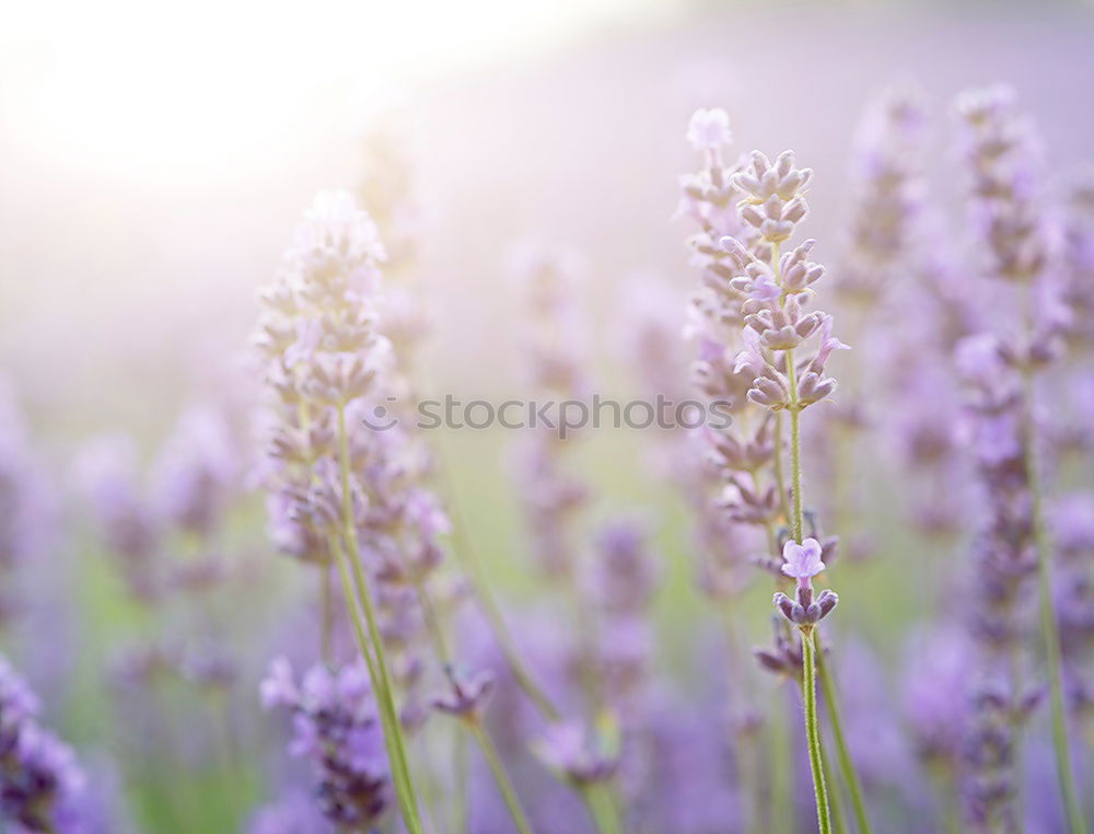 Similar – Image, Stock Photo #A# Purple Scent