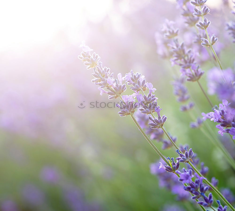 Similar – lavender field Summer