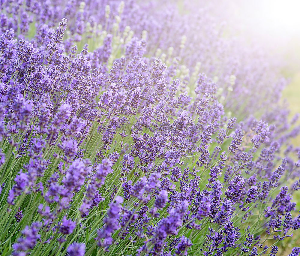 Similar – Dufte Blüte Blume Geruch