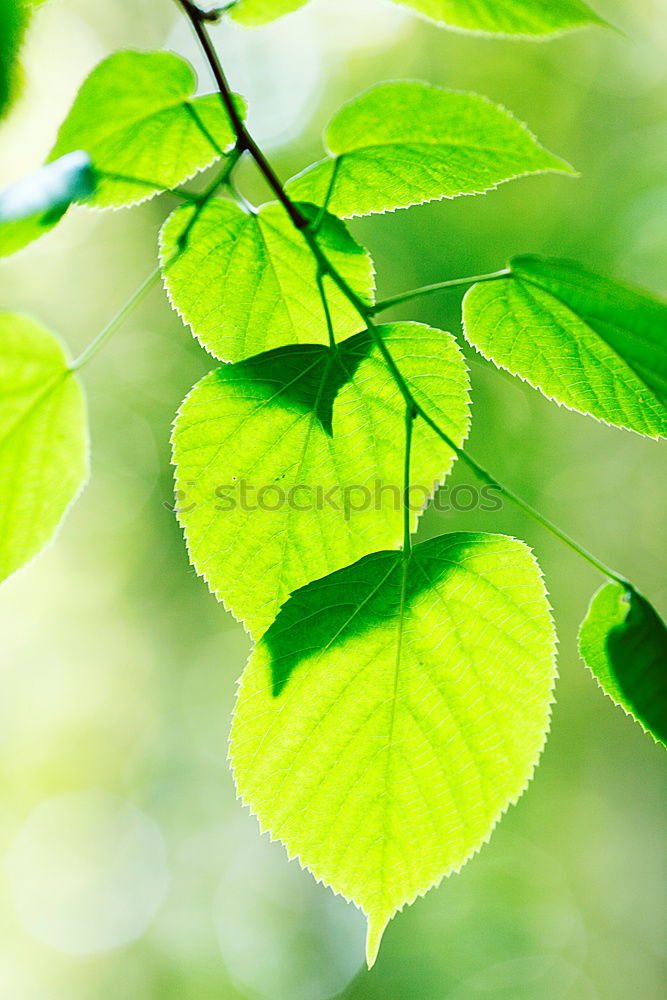 Similar – Foto Bild Kastanienblätter Garten