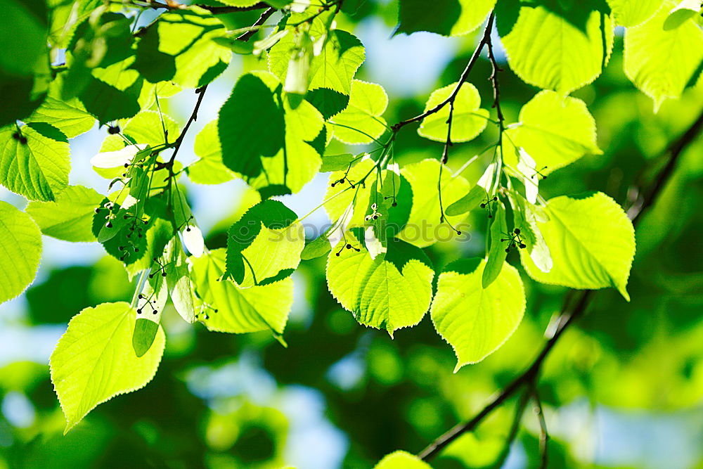 Similar – Image, Stock Photo Backlit Fresh Green Tree Leaves In Summer