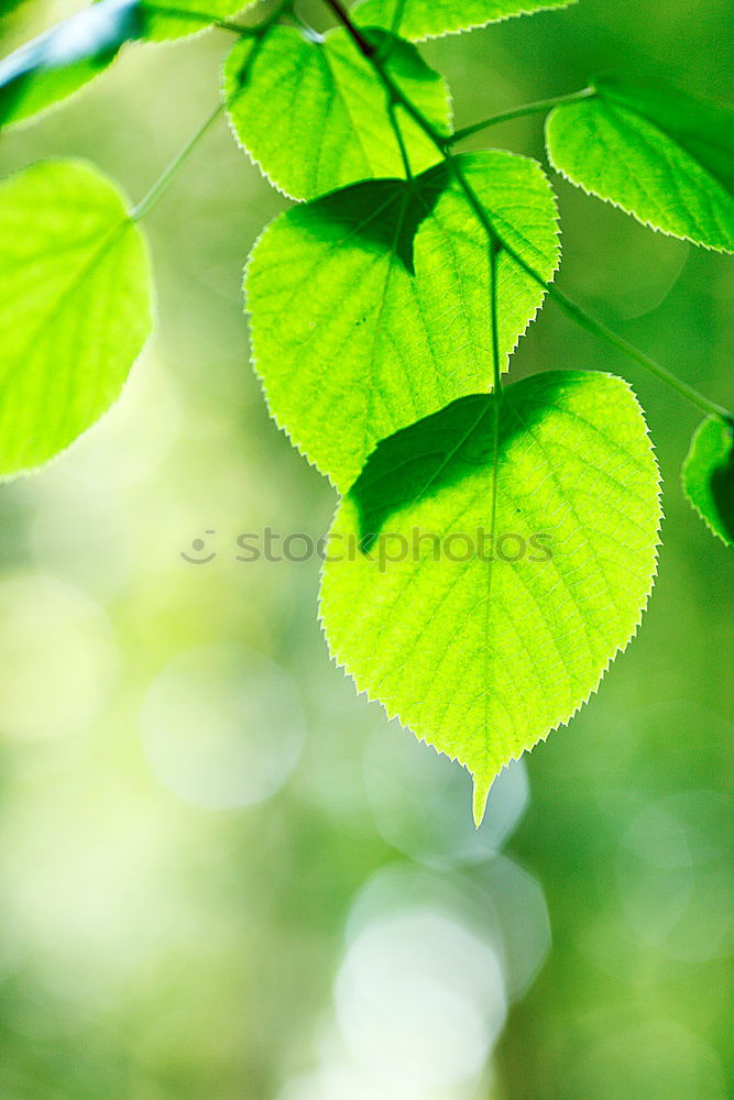 Similar – Foto Bild Kastanienblätter Garten