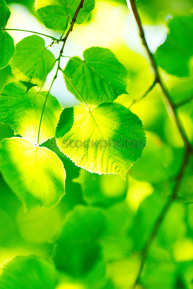 Similar – leaf green Environment