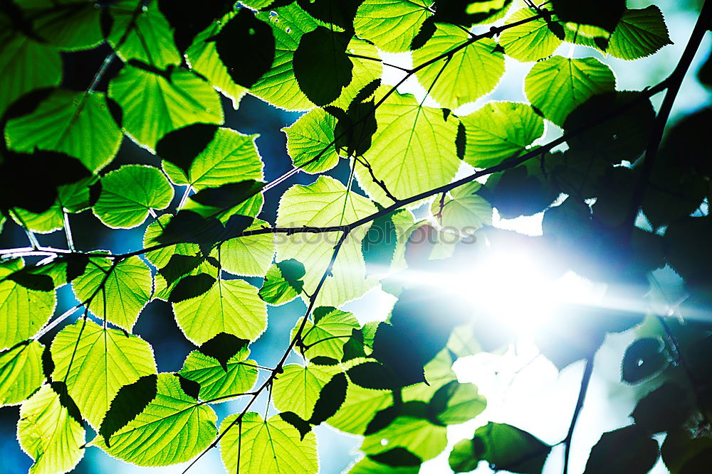 Similar – forest light Forest Tree