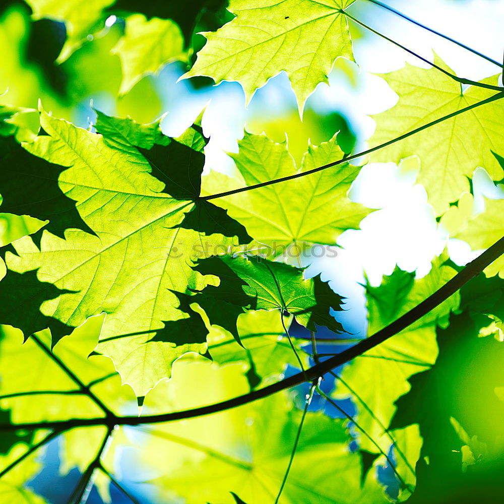 Similar – Image, Stock Photo maple Environment Nature