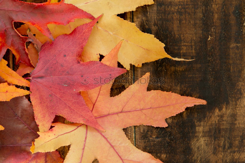 Similar – Image, Stock Photo A handful of autumn